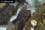 chlorurus sordidus chlorurus sordidus