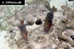 chlorurus sordidus chlorurus sordidus