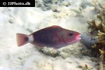 chlorurus sordidus chlorurus sordidus
