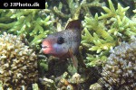 chlorurus sordidus chlorurus sordidus