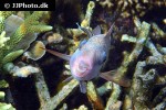 chlorurus sordidus chlorurus sordidus