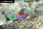 chlorurus sordidus chlorurus sordidus