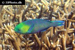 chlorurus sordidus chlorurus sordidus