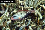 chlorurus sordidus chlorurus sordidus