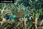 chlorurus sordidus chlorurus sordidus