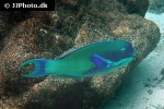 chlorurus strongylocephalus chlorurus strongylocephalus