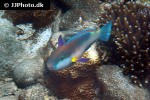chlorurus strongylocephalus chlorurus strongylocephalus