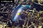 chlorurus strongylocephalus chlorurus strongylocephalus