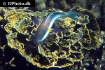 chlorurus strongylocephalus chlorurus strongylocephalus