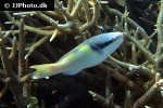 scarus dimidiatus scarus dimidiatus