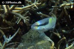 scarus dimidiatus scarus dimidiatus