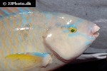 scarus ghobban scarus ghobban