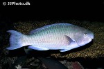 scarus guacamaia scarus guacamaia