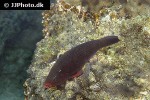scarus niger scarus niger