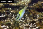 scarus oviceps scarus oviceps
