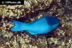 scarus oviceps scarus oviceps