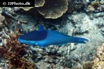 scarus oviceps scarus oviceps