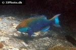 scarus prasiognathos scarus prasiognathos
