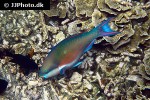 scarus prasiognathos scarus prasiognathos