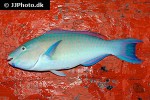 scarus psittacus scarus psittacus