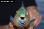 scarus psittacus scarus psittacus
