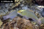 scarus psittacus scarus psittacus