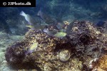 scarus psittacus scarus psittacus