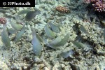 scarus psittacus scarus psittacus