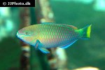 scarus quoyi scarus quoyi