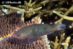 scarus rubroviolaceus scarus rubroviolaceus