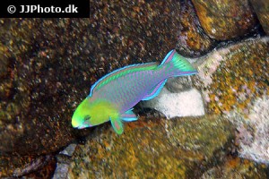 Parrotfish