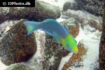 scarus spinus scarus spinus