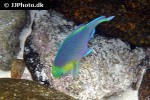 scarus spinus scarus spinus