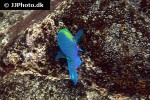scarus spinus scarus spinus