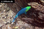 scarus spinus scarus spinus