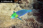 scarus spinus scarus spinus