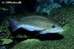 scarus vetula scarus vetula