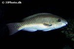 scarus vetula scarus vetula