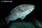 sparisoma chrysopterum sparisoma chrysopterum