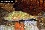 sparisoma chrysopterum sparisoma chrysopterum