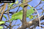 amazona festiva festive amazon amazona festiva festive amazon
