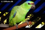 amazona festiva festive amazon amazona festiva festive amazon