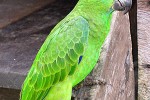 amazona festiva festive amazon amazona festiva festive amazon