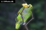 amazona ochrocephala yellow crowned amazon amazona ochrocephala yellow crowned amazon