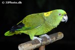 amazona ochrocephala yellow crowned amazon amazona ochrocephala yellow crowned amazon