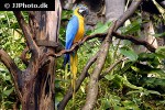 ara ararauna blue and yellow macaw ara ararauna blue and yellow macaw
