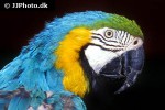 ara ararauna blue and yellow macaw ara ararauna blue and yellow macaw