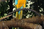 ara ararauna blue and yellow macaw ara ararauna blue and yellow macaw