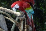 ara chloroptera red and green macaw ara chloroptera red and green macaw