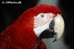 ara chloroptera red and green macaw ara chloroptera red and green macaw